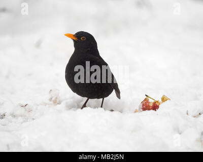 Merlo Turdus merula alimentazione maschio su apple nel giardino in caso di gelo con neve sul terreno Norfolk Foto Stock