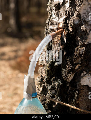 Succo di betulla direttamente dalla struttura ad albero Foto Stock