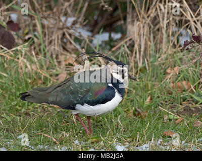 Pavoncella Vanellus vanellus alimentare sui pascoli marsh in inverno North Norfolk Foto Stock