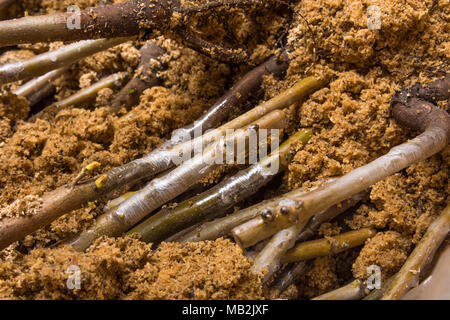 Inoculazione di noce varietale piantine di close-up. Il concetto di produzione industriale degli alberi di innesto Foto Stock