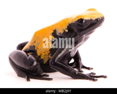 Torna schizzato poison dart frog, Dendrobates galactonotus dalla foresta amazzonica del Brasile. Isolato su bianco Foto Stock