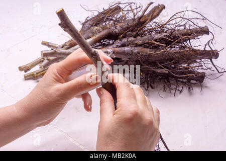 Inoculazione di noce varietale piantine di close-up. Il concetto di produzione industriale degli alberi di innesto Foto Stock