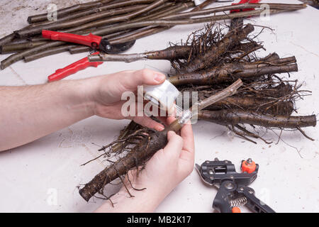 Inoculazione di noce varietale piantine di close-up. Il concetto di produzione industriale degli alberi di innesto Foto Stock