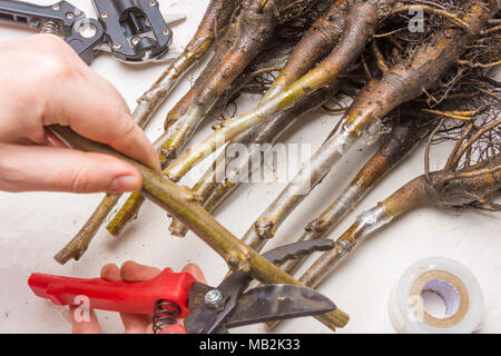 Inoculazione di noce varietale piantine di close-up. Il concetto di produzione industriale degli alberi di innesto Foto Stock