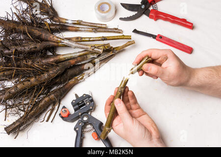 Inoculazione di noce varietale piantine di close-up. Il concetto di produzione industriale degli alberi di innesto Foto Stock