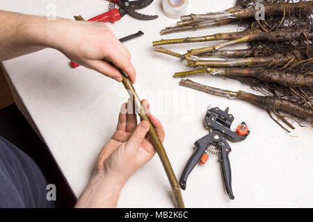 Inoculazione di noce varietale piantine di close-up. Il concetto di produzione industriale degli alberi di innesto Foto Stock