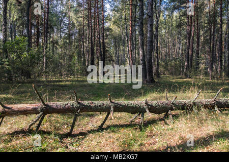 Foresta percorso sporco con caduti tronco pino giacente al di là della strada. Soleggiata giornata estiva. Misto europeo paesaggio forestale. Foto Stock