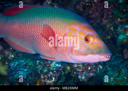 Bloccate hogfish (Bodianus scrofa) nel Mar de las Calmas riserva marina (El Hierro, Isole Canarie, Spagna) Foto Stock