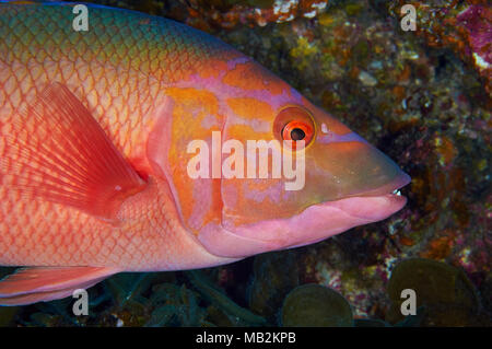 Bloccate hogfish (Bodianus scrofa) ritratto nel Mar de las Calmas riserva marina (El Hierro, Isole Canarie, Spagna) Foto Stock