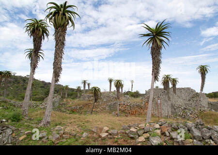 Gli alberi crescono tra le rovine di Grande Zimbabwe nei pressi di Masvingo nello Zimbabwe. Foto Stock