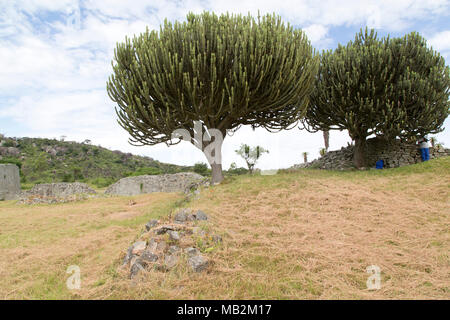 Aloe alberi a Grande Zimbabwe nei pressi di Masvingo nello Zimbabwe. I resti di edifici in muratura erano la capitale del regno di Zimbabwe durante il co Foto Stock