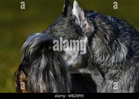 Miniatura Schnauzer cane - rappresentante campione americano, molto tipica razza rappresentante con orecchie e coda inserito, pepe e sale il colore Foto Stock