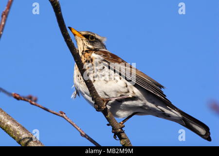 Allodole Cesene Beccacce appollaiato su un ramo contro un cielo blu Foto Stock