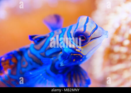 Blu pesce mandarino in corallo al Filippine molto colorfull, close-up Foto Stock