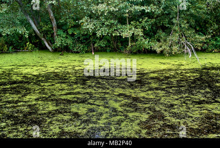 Deep Black swamp nel mezzo di un forrest circondato da una vasta gamma di flora sfondo naturale Foto Stock