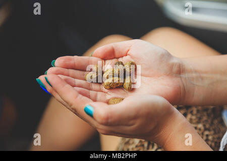 Giovane ragazza tenendo i dadi di arachidi Foto Stock