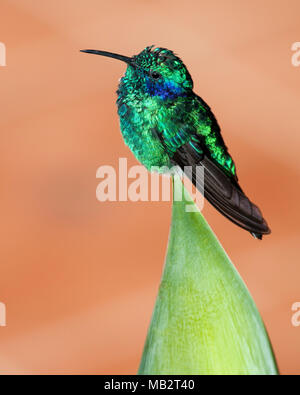 Minor viola-orecchio (hummingbird Colibri cyanotus cabanidis) appollaiato sulla pianta verde foglia in un giardino tropicale. Foto Stock