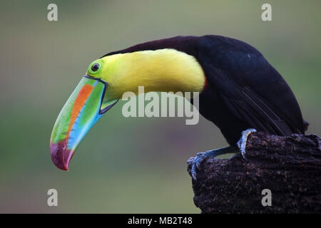 Chiglia fatturati Toucan (Ramphastos solforose) appollaiato sul ramo. Foto Stock