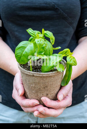 La donna trattiene il basilico pianta in vaso di piccole dimensioni per piantare in giardino Foto Stock