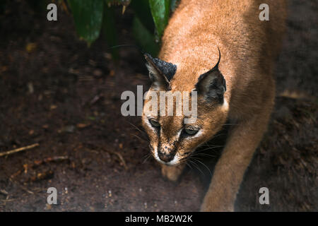 Caracal a medie gatto selvatico nativa per l'Africa, il Medio Oriente e in Asia centrale e in India. Foto Stock