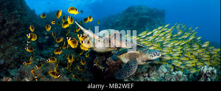 Una coppia di tartarughe marine verdi, Chelonia Mydas, una specie in via di estinzione, scivolano attraverso una scuola di raccoon butterflyfish, Chaetodon lunula e bluestripe Foto Stock