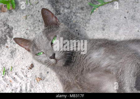 Occhio verde blu gatto russo si trova sul terreno e guardando la telecamera. Koh Rong Samloem isola, Cambogia Foto Stock