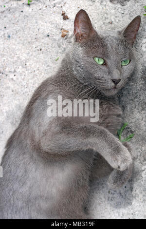 Occhio verde blu gatto russo si trova sul terreno e guardando la telecamera. Koh Rong Samloem isola, Cambogia Foto Stock