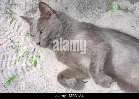 Occhio verde blu gatto russo si trova sul terreno e guardando la telecamera. Koh Rong Samloem isola, Cambogia Foto Stock