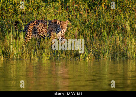 Jaguar (Panthera onca) in piedi nella zona umida, guardando la telecamera, Pantanal, Mato Grosso, Brasile Foto Stock