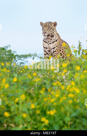 Jaguar (Panthera onca) seduto sul lungofiume dietro i fiori gialli, guardando la telecamera, Pantanal, Mato Grosso, Brasile Foto Stock