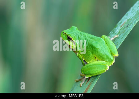 Raganella (Hyla arborea) siede sulla foglia, Burgenland, Austria Foto Stock