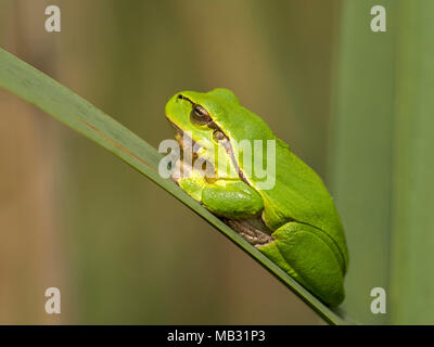 Raganella (Hyla arborea) siede sulla foglia, Burgenland, Austria Foto Stock