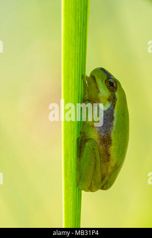 Raganella (Hyla arborea) pende sulla lama, Burgenland, Austria Foto Stock