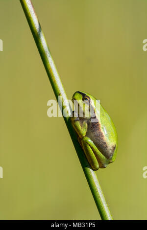 Raganella (Hyla arborea) siede sulla lama, Burgenland, Austria Foto Stock