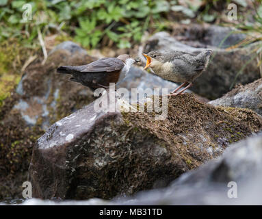 Bianco-throated bilanciere (Cinclus cinclus), giovane uccello è alimentato, Stubaital, Tirolo, Austria Foto Stock