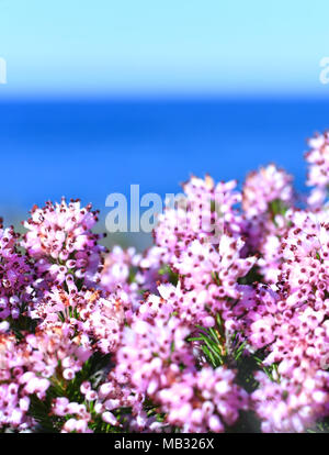 Rosa o di erica Erica fiori, closeup shot di fioritura erica e mare. Foto Stock