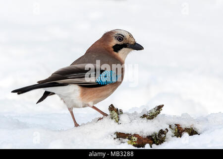 Eurasian jay (Garrulus glandarius) si siede nella neve, Tirolo, Austria Foto Stock