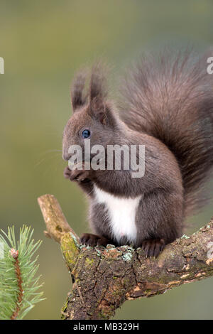 Eurasian red scoiattolo (Sciurus vulgaris) si siede sul ramo del Pino (Pinus) e mangia il dado, Tirolo, Austria Foto Stock