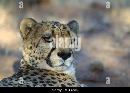 Ghepardo (Acinonyx jubatus), riposo maschio, ritratto animale, captive, Namibia Foto Stock