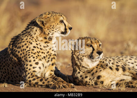 Ghepardi (Acinonyx jubatus), due fratelli, riposo, captive, Namibia Foto Stock