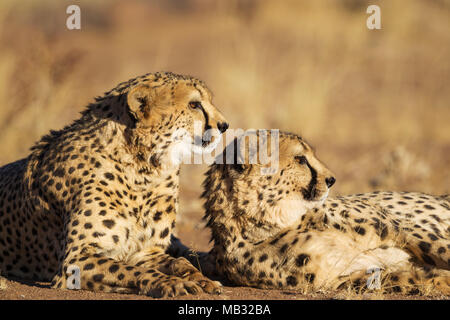 Ghepardi (Acinonyx jubatus), due fratelli, riposo, captive, Namibia Foto Stock