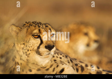 Ghepardo (Acinonyx jubatus), maschio, dietro una seconda voce maschile, riposo, luce della sera, captive, Namibia Foto Stock