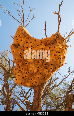 Nido comunale di socievole tessitori (Philetairus socius) con le sue numerose camere in una struttura ad albero Camelthorn (Acacia erioloba) Foto Stock