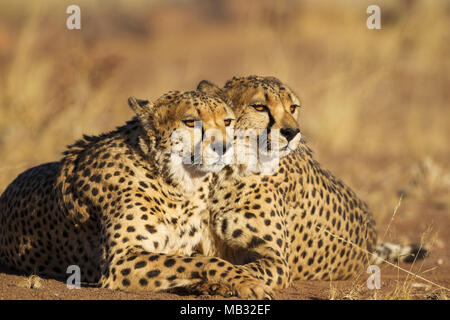 Ghepardi (Acinonyx jubatus), due fratelli, riposo, captive, Namibia Foto Stock