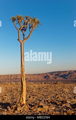 Faretra giovane albero o kocurboom (Aloe dichotoma) al Fish River Canyon, Karas Regione, Namibia Foto Stock