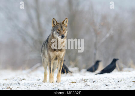Eurasian Lupo (Canis lupus lupus) su una radura in inverno, Foresta dei Carpazi, Polonia Foto Stock