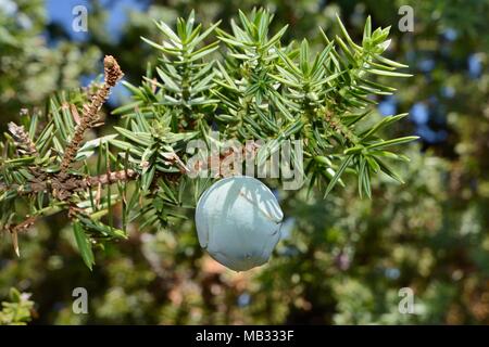 Ginepro coccolone (juniperus oxycedrus oxycedrus) maturazione semi cono, Arcadia, Peloponneso, Grecia, Agosto. Foto Stock