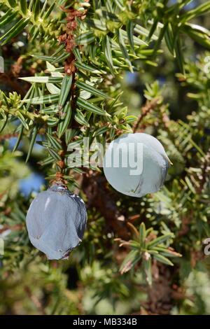 Ginepro coccolone (juniperus oxycedrus oxycedrus), con seme di maturazione coni, nei pressi di Kosmas, Arcadia, Peloponneso, Grecia, Agosto. Foto Stock