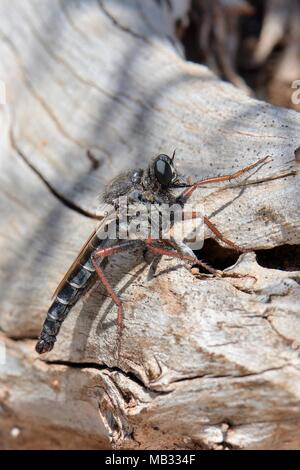 Robber fly (Stenopogon coracinus) la caccia da un log su una macchia pendio coperto, vicino a Nafplio, Argolis, Peloponneso, in Grecia, in luglio. Foto Stock