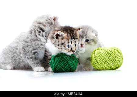 Grigio fluffy cute kitties ed una marrone striato adorabili gattini stanno giocando con filato verde sfere in bianco foto in studio. Grigio di lana funny divertente curioso giocoso gatti divertenti felicità esplorare Foto Stock